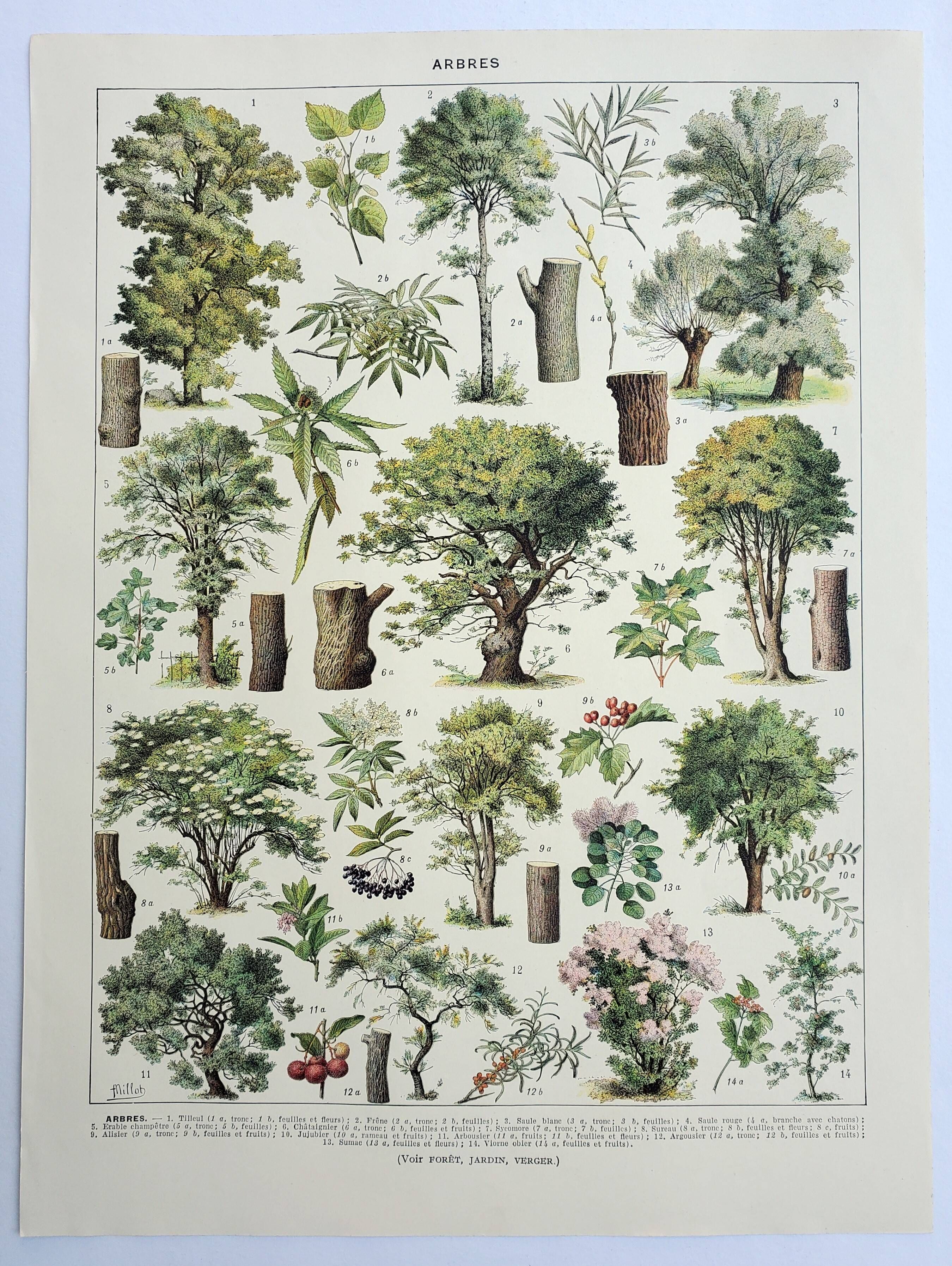 Gravure ancienne 1928, Arbres 2, écorce, tronc, feuilles • Lithographie, Planche originale