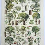 Gravure ancienne 1928, Arbres 2, écorce, tronc, feuilles • Lithographie, Planche originale
