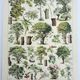 Gravure ancienne 1928, Arbres 2, écorce, tronc, feuilles • Lithographie, Planche originale