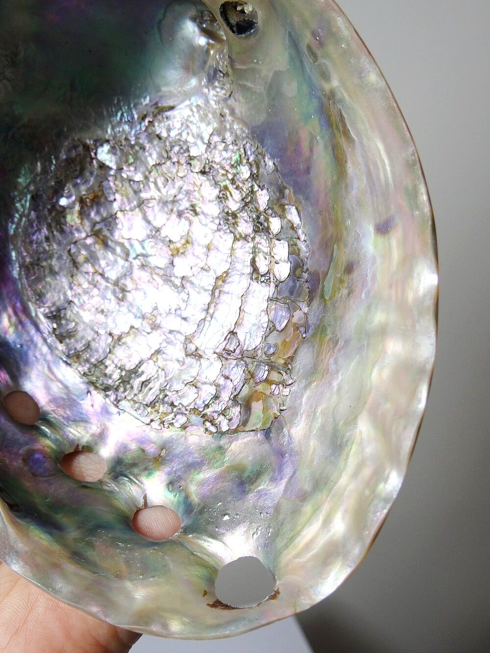 Large polished abalone shell, curiosity item, vintage 20th century.