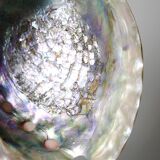 Large polished abalone shell, curiosity item, vintage 20th century.