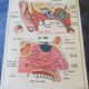 Vintage school poster MDI