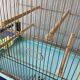 Vintage birdcage