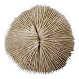 Coral Funga, mushroom, Indian Ocean