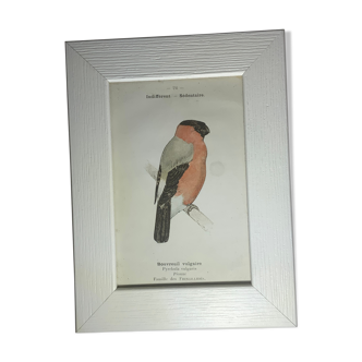 Vintage botanical plate framed G Denise 1903 ancient ornithological engraving