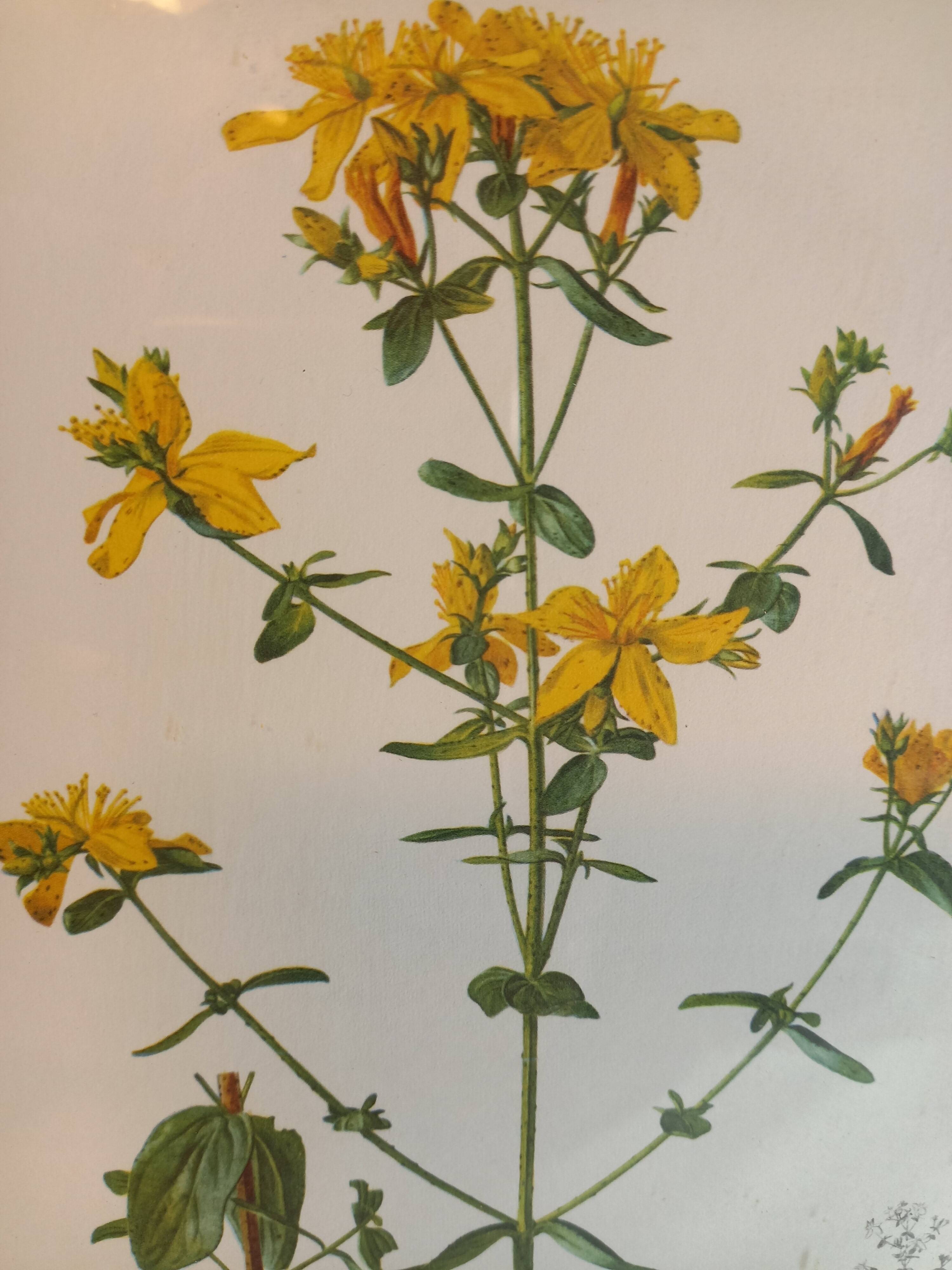 Two botanical drawings