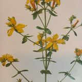 Two botanical drawings