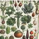 Planche vintage originale sur les légumes