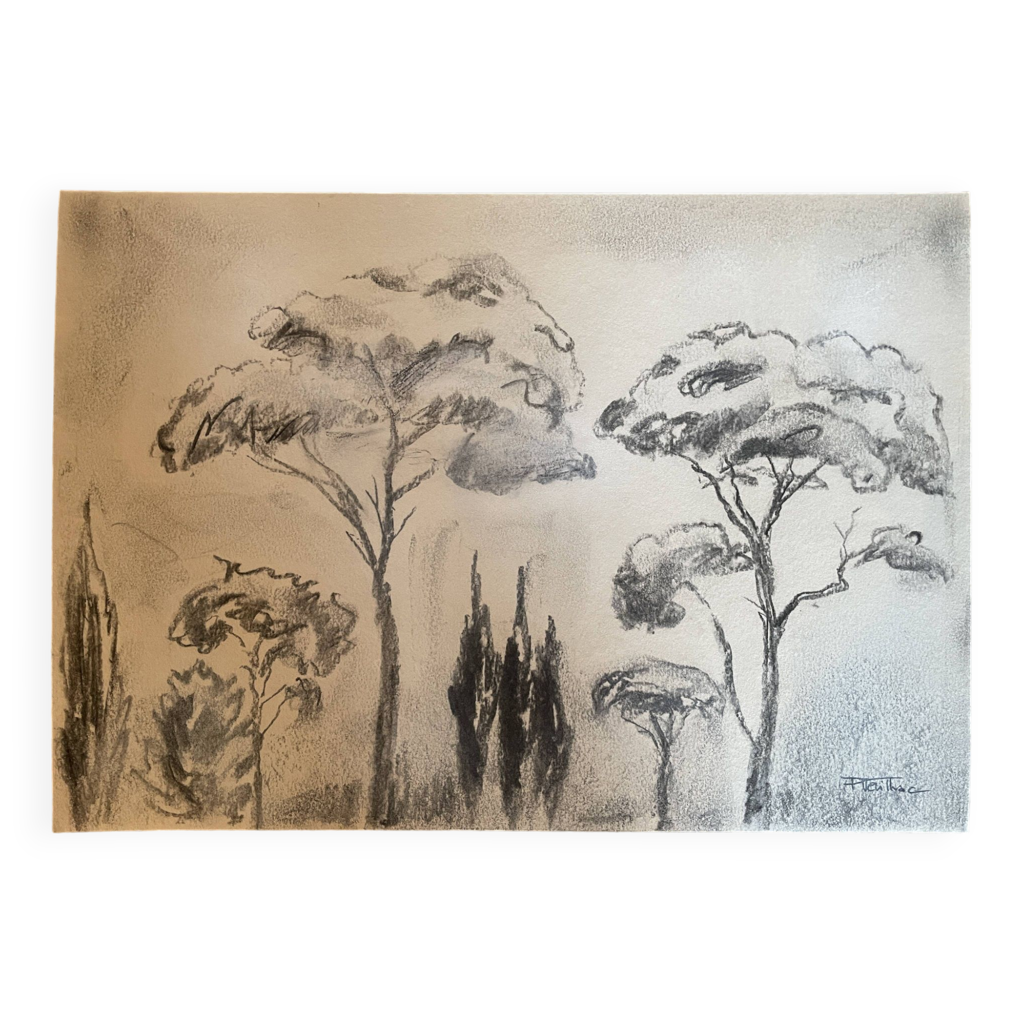 Charcoal painting signed “landscape of Provence” umbrella pines