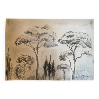 Charcoal painting signed “landscape of Provence” umbrella pines