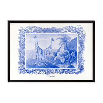 Lithograph engraving giraffe animal