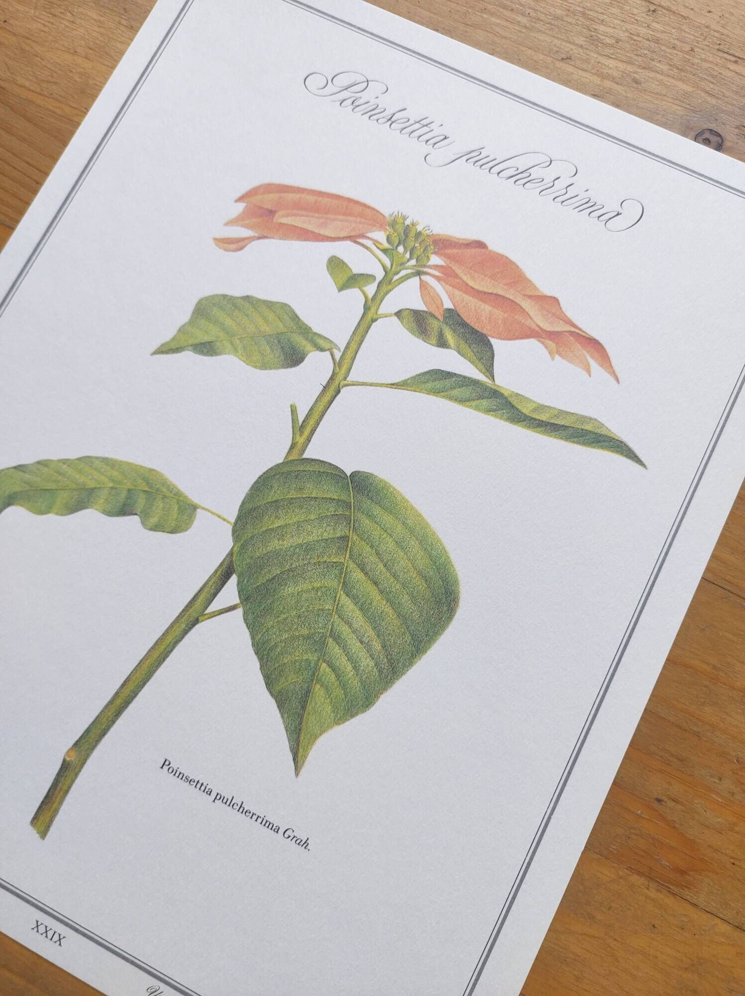 Botanical engraving -Poinsettia Pulcherriima- Illustration of medicinal plants and herbs