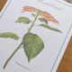 Botanical engraving -Poinsettia Pulcherriima- Illustration of medicinal plants and herbs