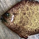 Plat à poisson Marius Giuge