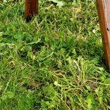 Tripod brutalist coffee table