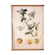 Affiche "pomme"