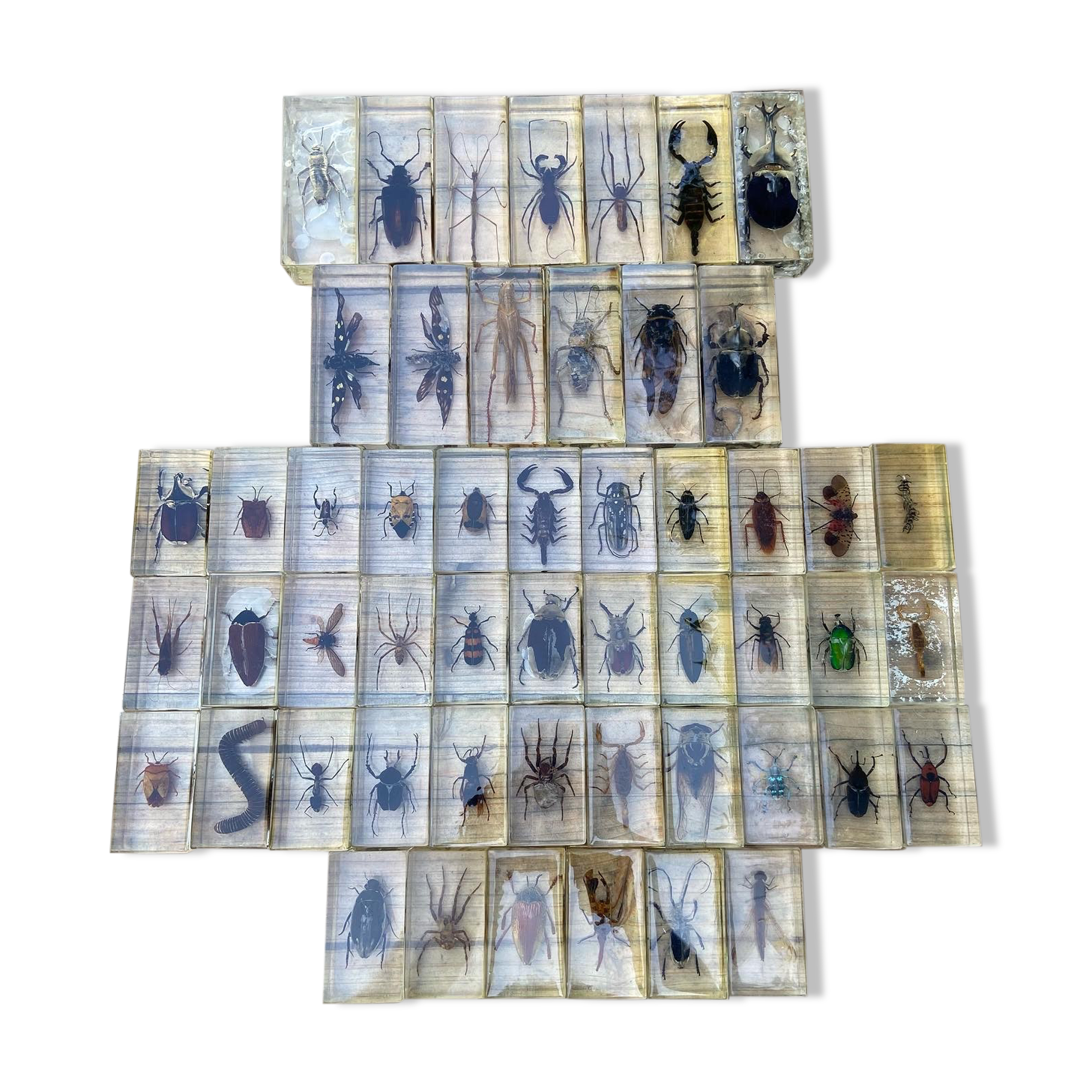 Batch of insects included under resin