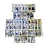 Batch of insects included under resin