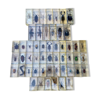 Batch of insects included under resin