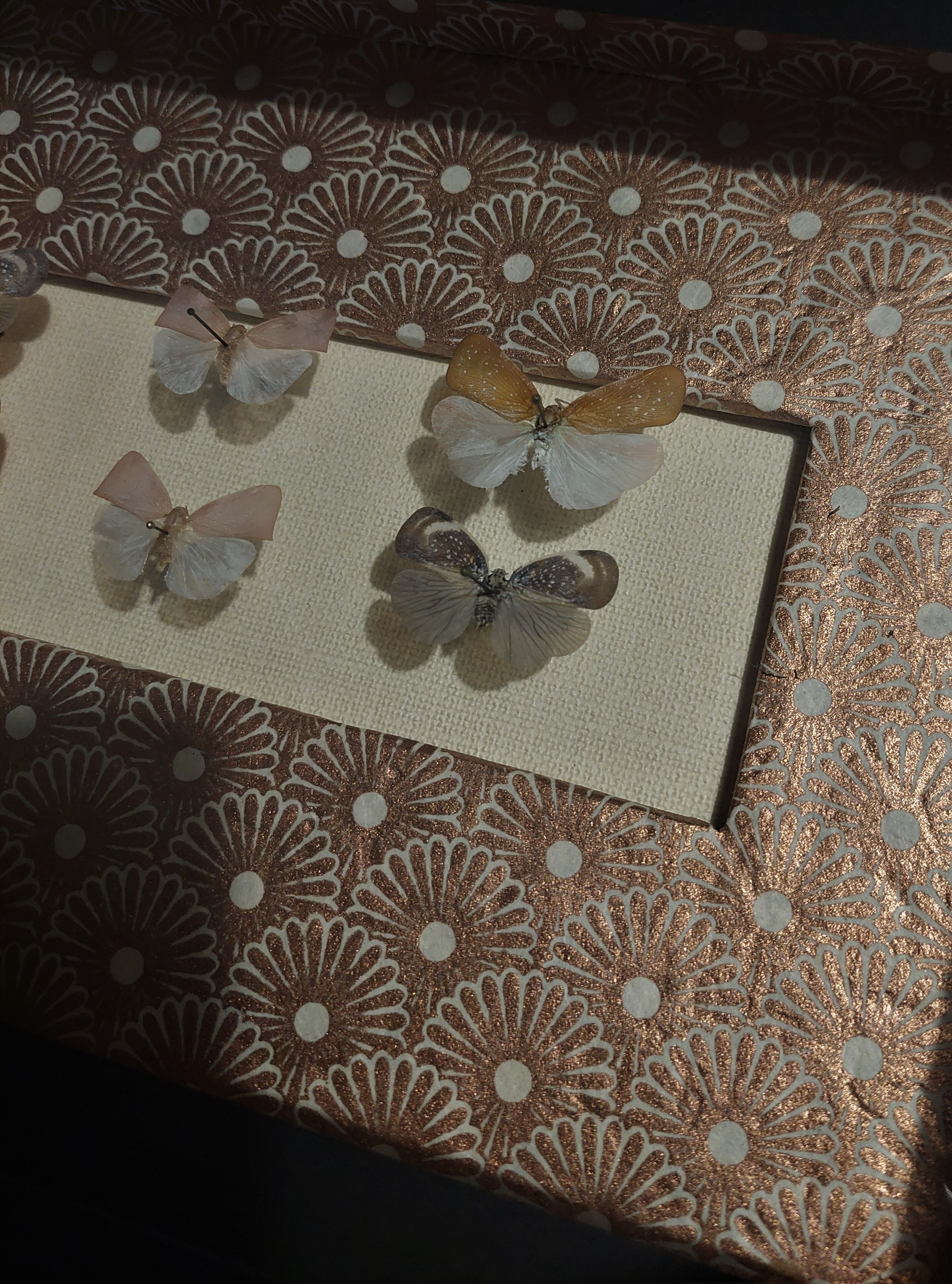 Natural history entomology framework insects aphaeninae sp.