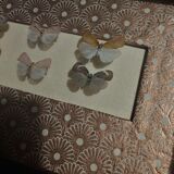 Natural history entomology framework insects aphaeninae sp.