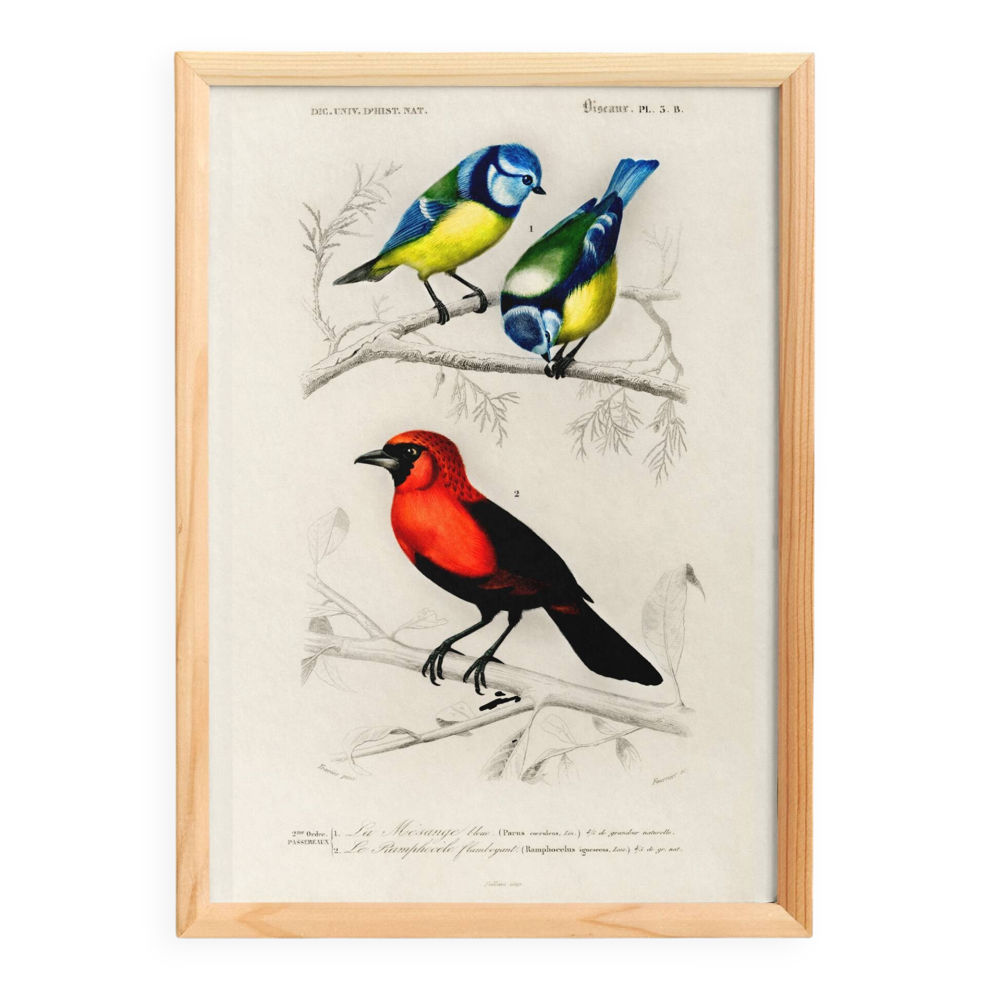 Affiche sur les mésanges bleues et le cardinal écarlate
