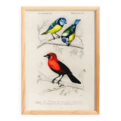 Affiche sur les mésanges bleues et le cardinal écarlate