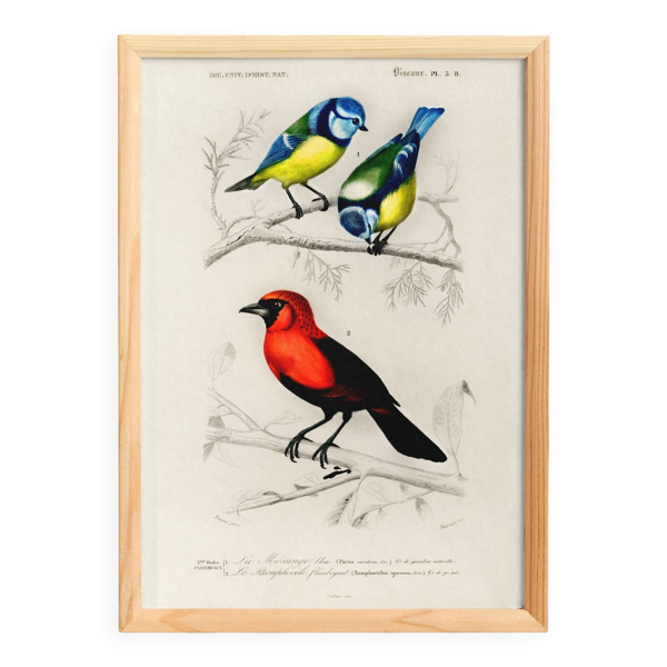Affiche sur les mésanges bleues et le cardinal écarlate