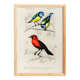 Affiche sur les mésanges bleues et le cardinal écarlate