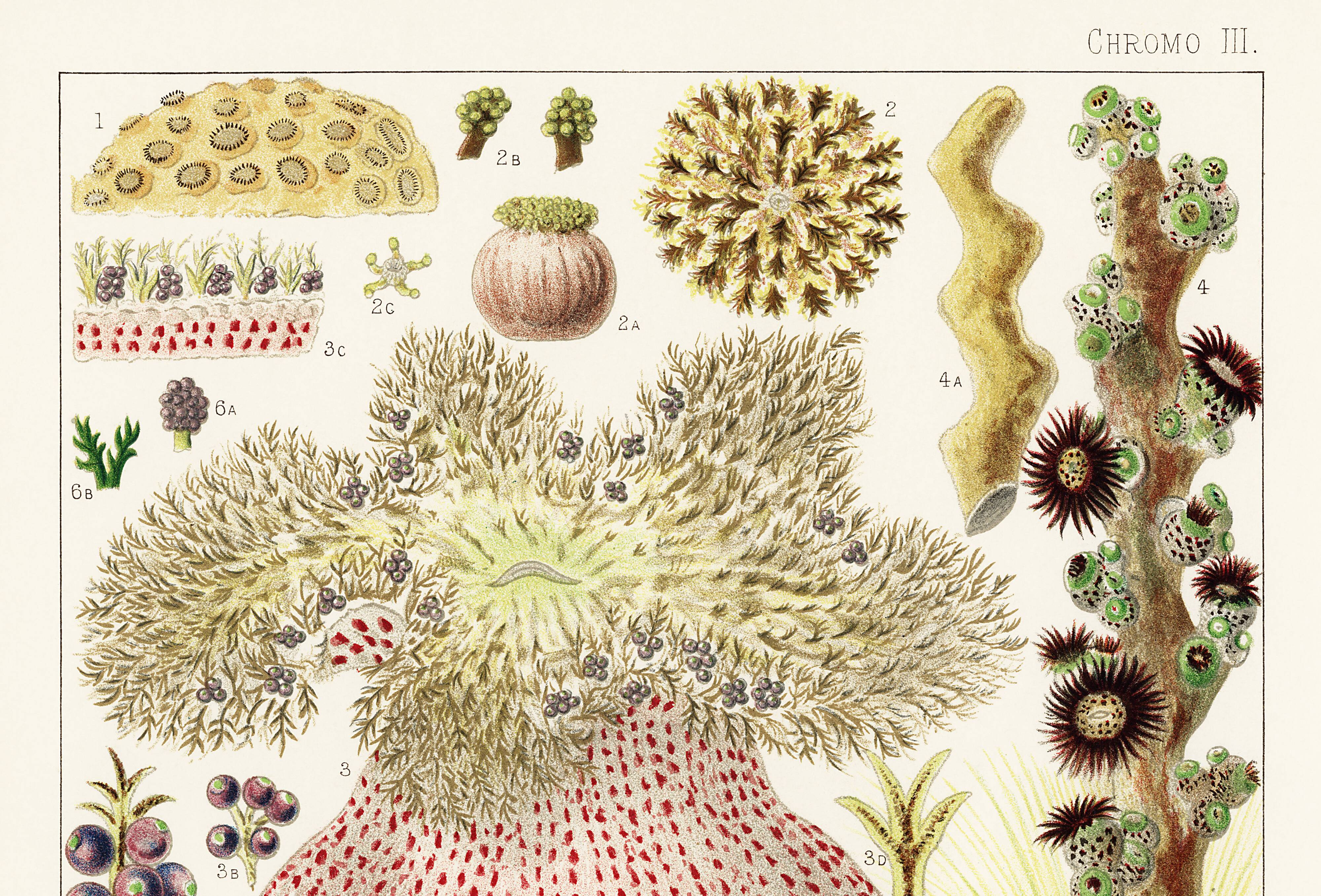 Affiche sur les anémones de la Grande Barrière de Corail, 1893