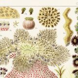 Affiche sur les anémones de la Grande Barrière de Corail, 1893