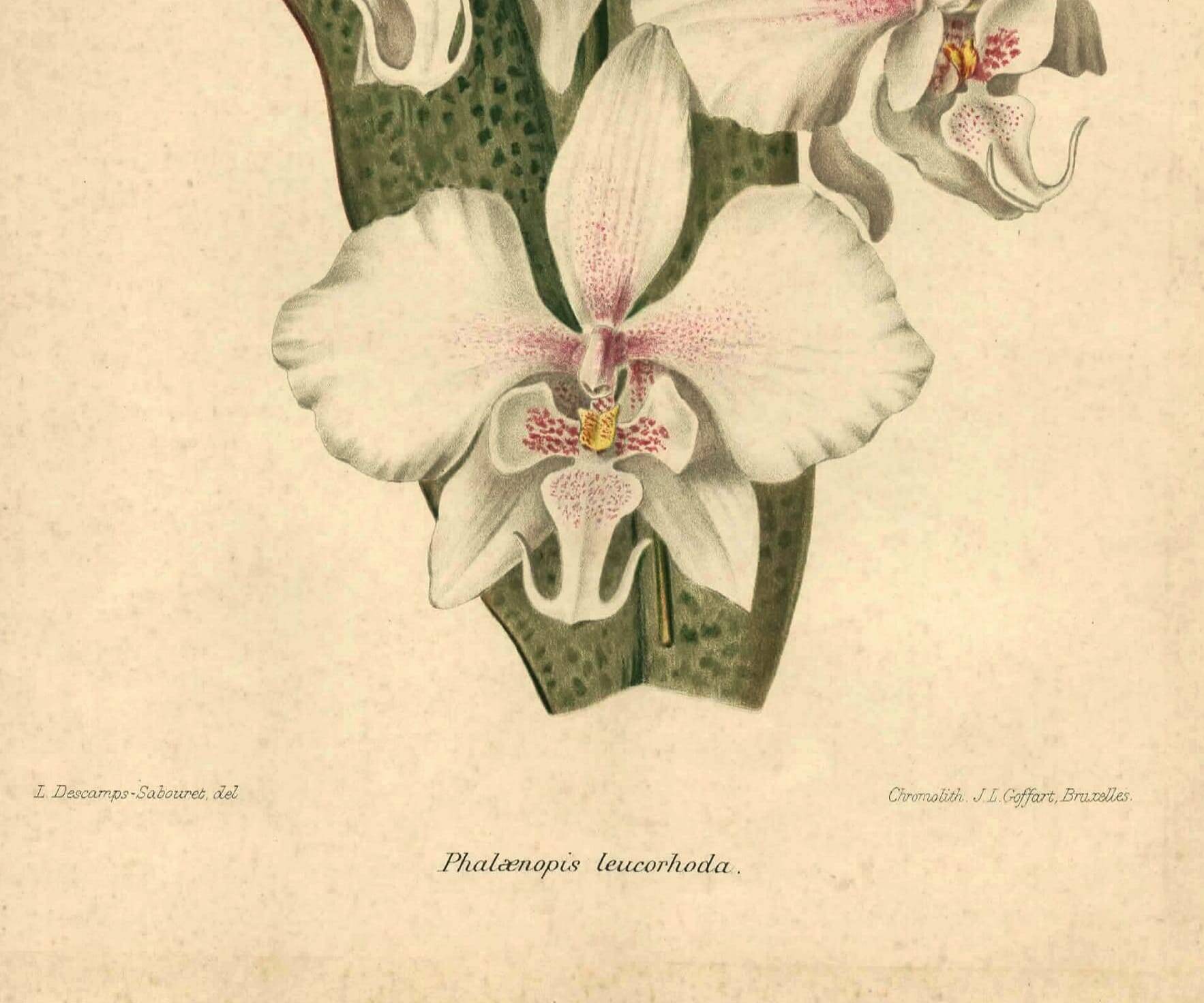 Antique botanical engraving from 1896 by Descamps-Sabouret • Phalaenopsis