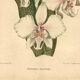 Antique botanical engraving from 1896 by Descamps-Sabouret • Phalaenopsis