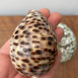 80s Seashell Set