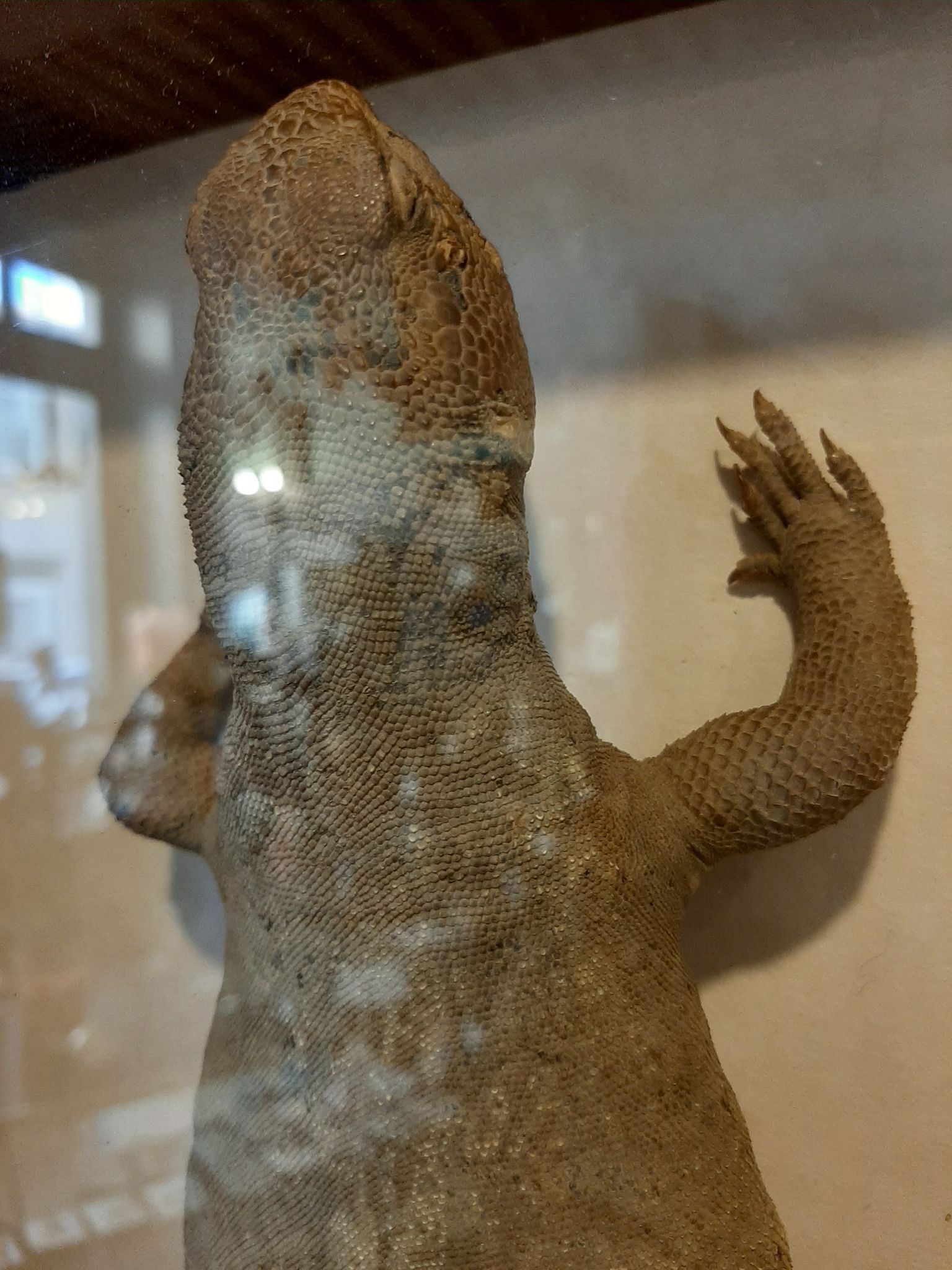 naturalized tail-whip lizard