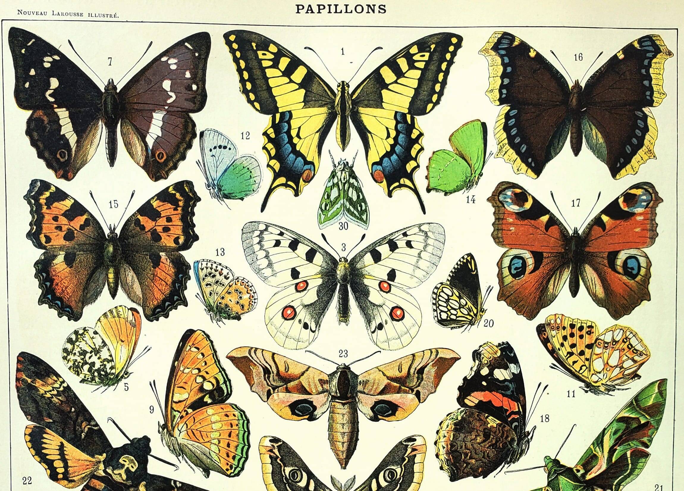 Old engraving 1897 - Butterflies of Europe by A. Millot. Botanical plate