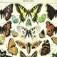 Old engraving 1897 - Butterflies of Europe by A. Millot. Botanical plate