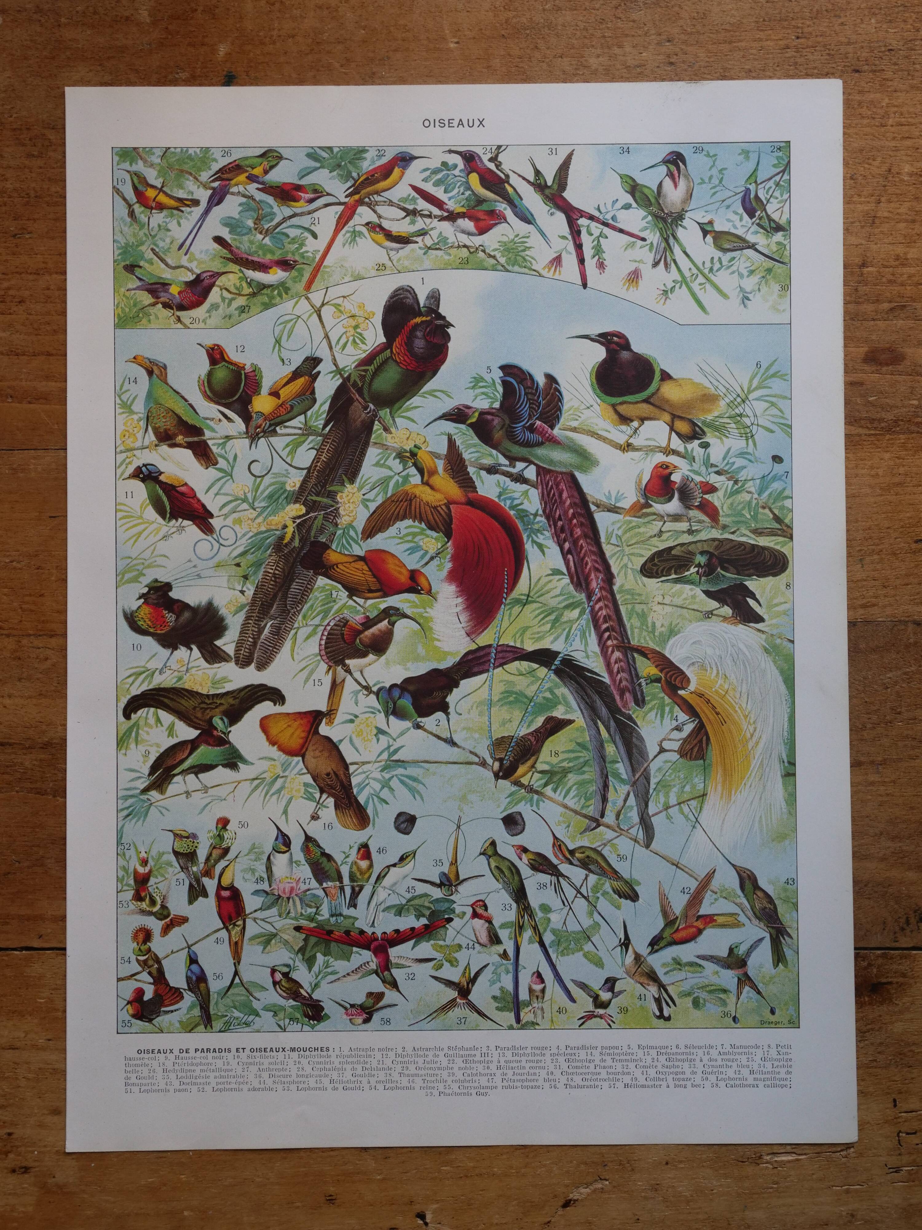 Original lithographs of birds of paradise and farmyard birds