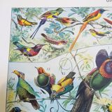 Lithograph on exotic birds from 1928