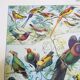 Lithographie sur les oiseaux exotiques de 1928