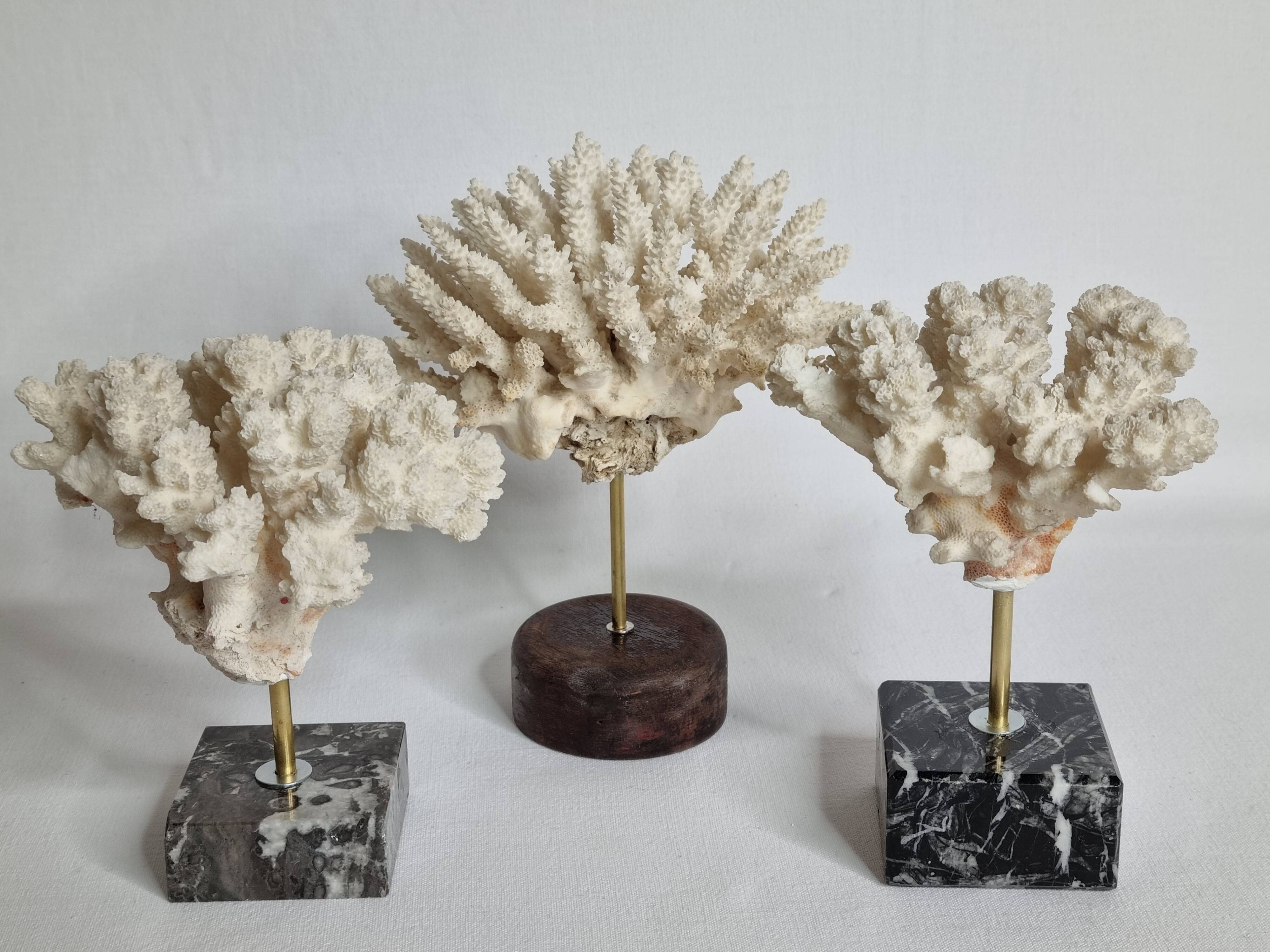 Set of three old white corals on base, 16 cm