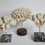 Set of three old white corals on base, 16 cm
