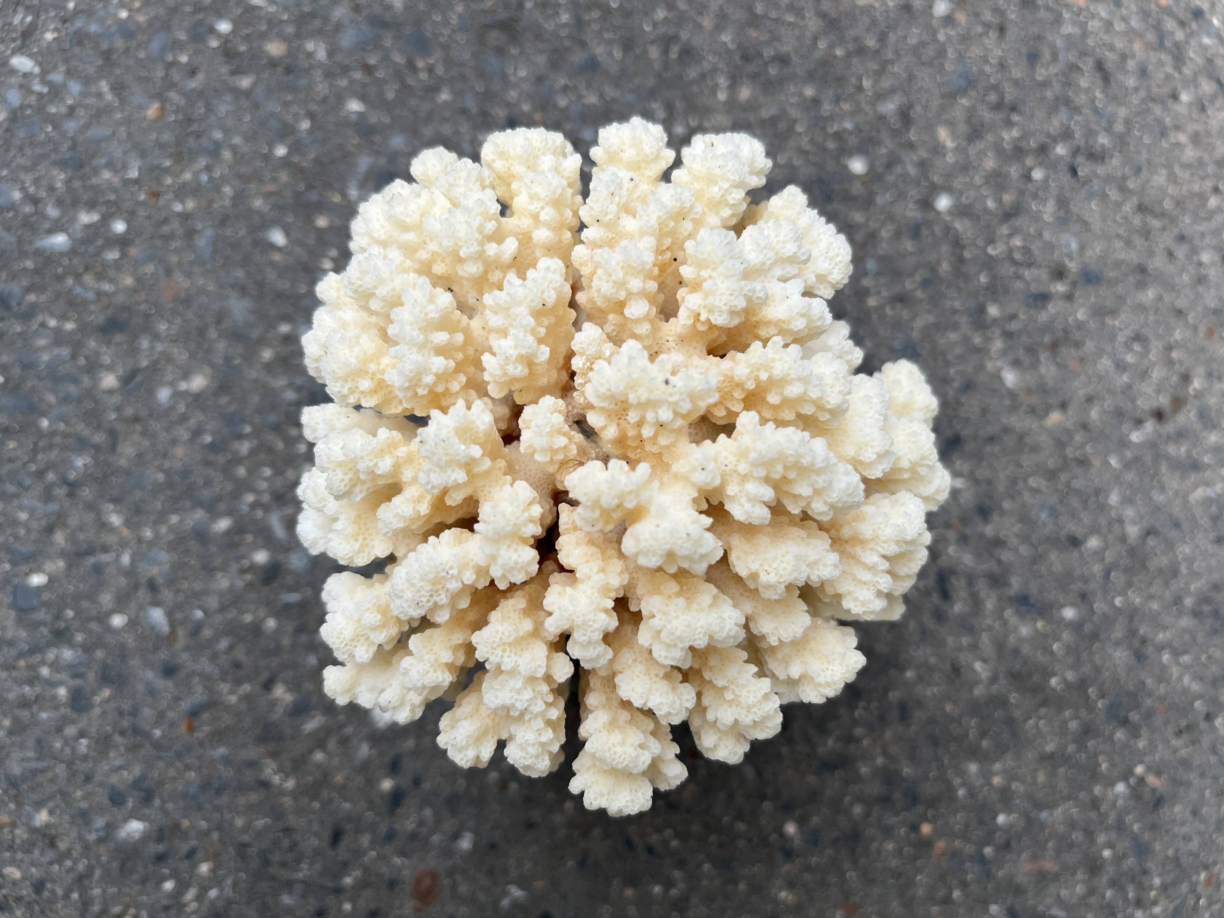 Natural white coral on wooden base turned Napoleon III 19th century cabinet of curiosities