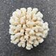 Natural white coral on wooden base turned Napoleon III 19th century cabinet of curiosities