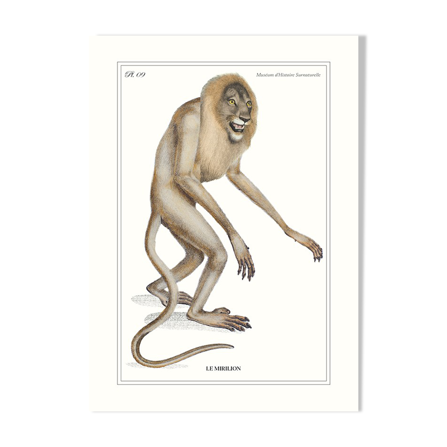 Lithograph engraving animal chimera - the mirilion