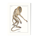 Lithograph engraving animal chimera - the mirilion