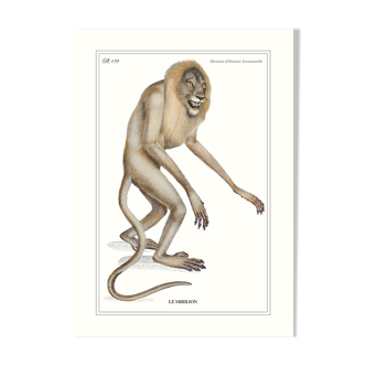 Lithograph engraving animal chimera - the mirilion