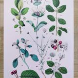 Affiche sur les plantes d'après une gravure de 1881 "fusain"