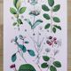 Poster on plants based on an 1881 "charcoal" engraving