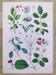 Poster on plants based on an 1881 "charcoal" engraving